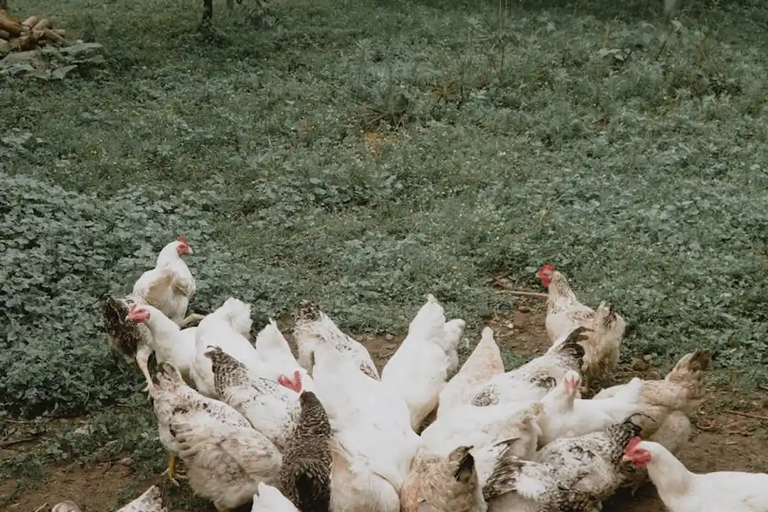 A group of white and brown chickens pecking at the ground in a grassy backyard.
