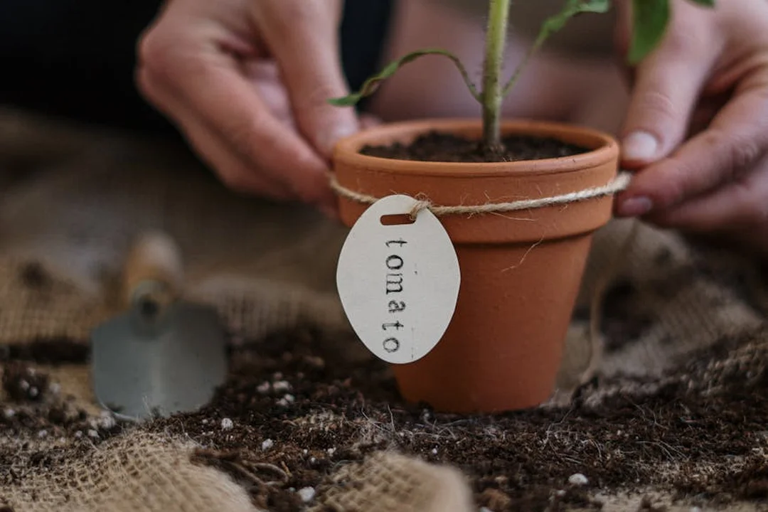 Close-up of a small tomato plant in a terracotta pot, hands tending the soil, with a plant tag reading 'tomato'.