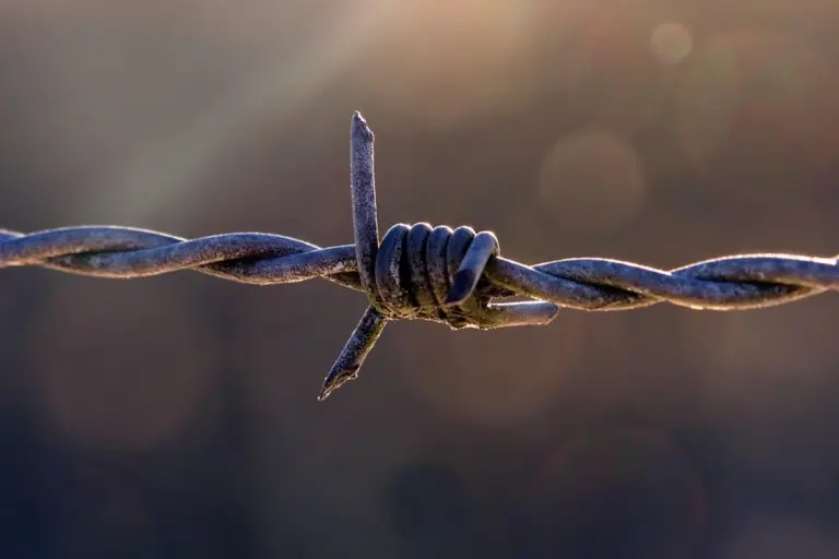 Close-up of barbed wire with a blurred background