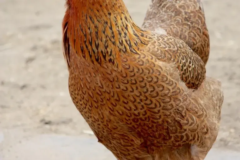 Close-up of a brown hen with speckled feather patterns standing on a dirt surface