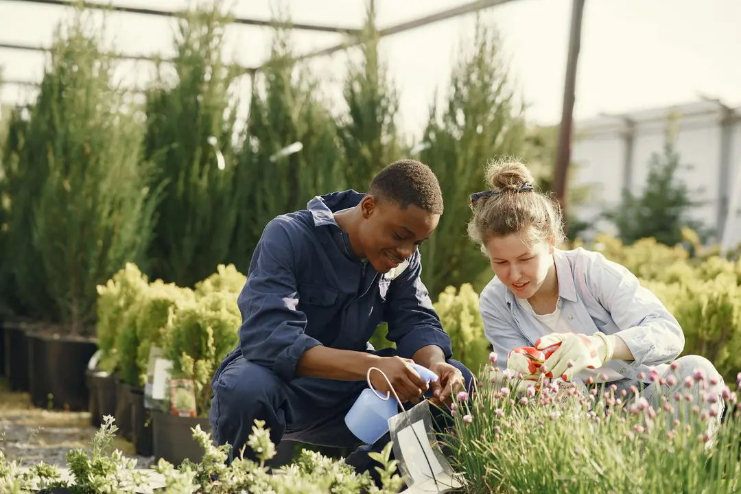 Two neighbors kneeling in a community garden, tending plants together and inspecting seedlings.