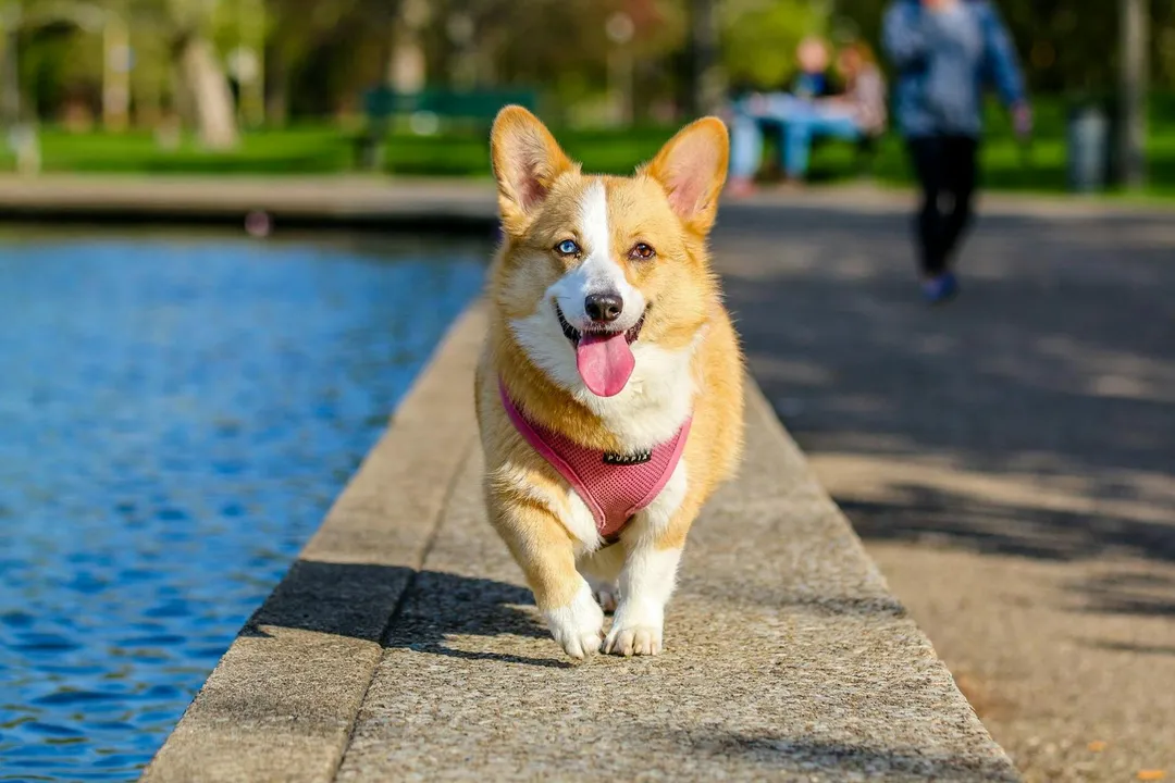 A cheerful corgi wearing a pink harness walks along a park edge beside a canal.