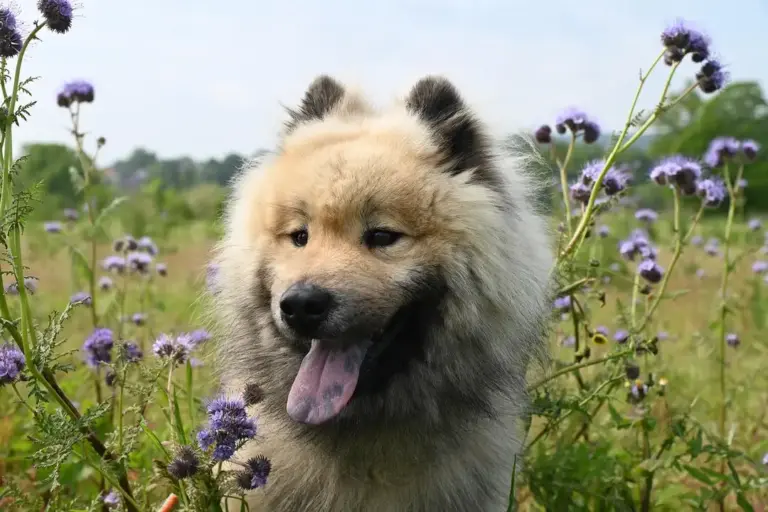 Fluffy beige dog with its tongue out standing in a field of purple wildflowers