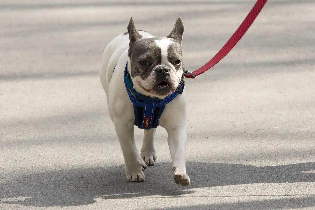 Small white and gray dog wearing a blue harness walking on a sidewalk.