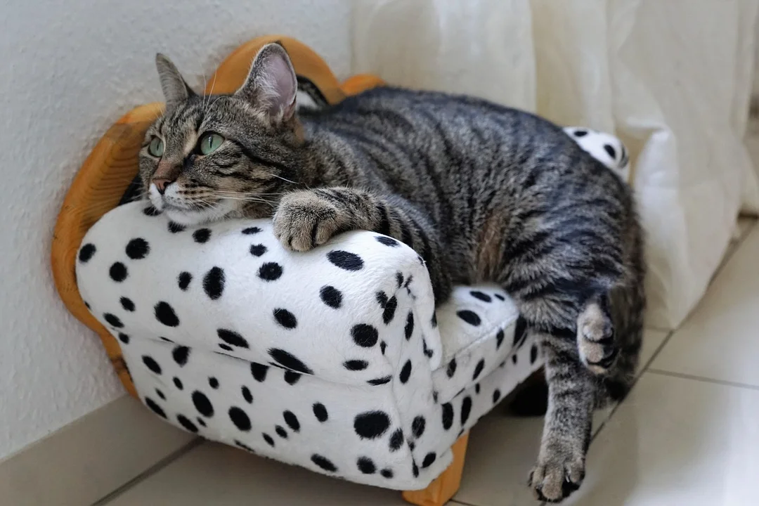 Tabby cat lounging on a white chair with black spots indoors.