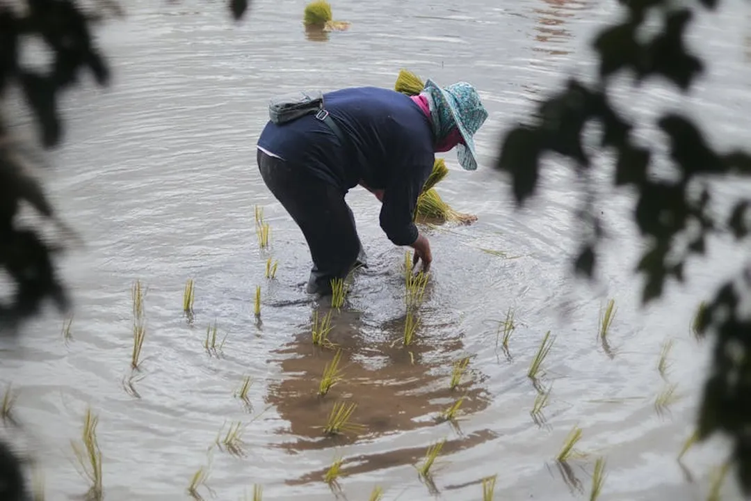 Worker wading in a flooded rice field, inspecting young seedlings