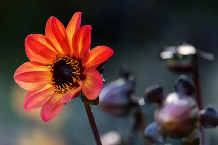 Close-up of a bright orange-pink daisy-like flower with a dark center and a soft, blurred background