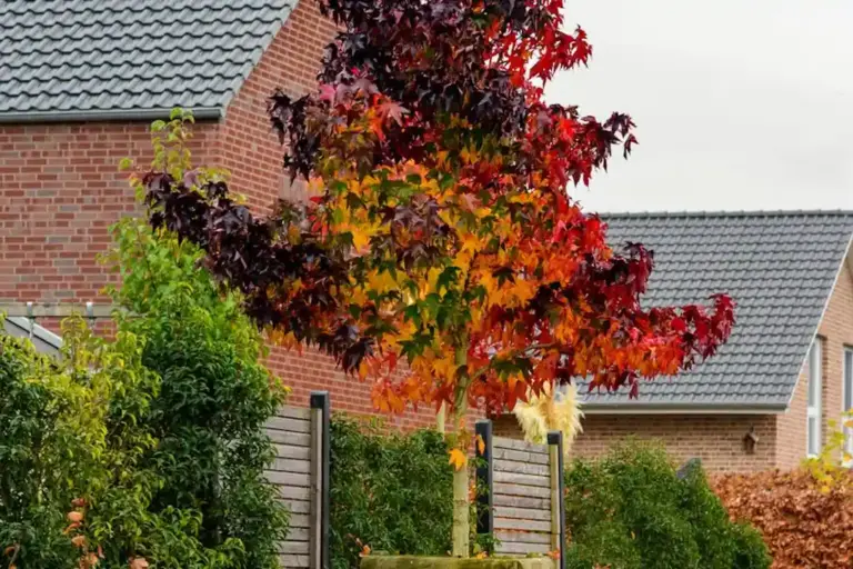 A suburban neighborhood scene featuring a red-leafed tree, a wooden fence, and brick houses with grey roofs.