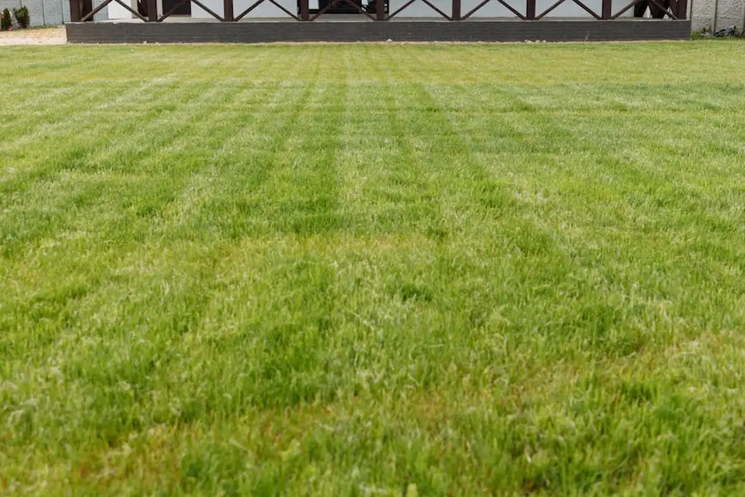 A well-manicured lawn with visible mowing stripes in front of a house, illustrating curb appeal through regular maintenance.