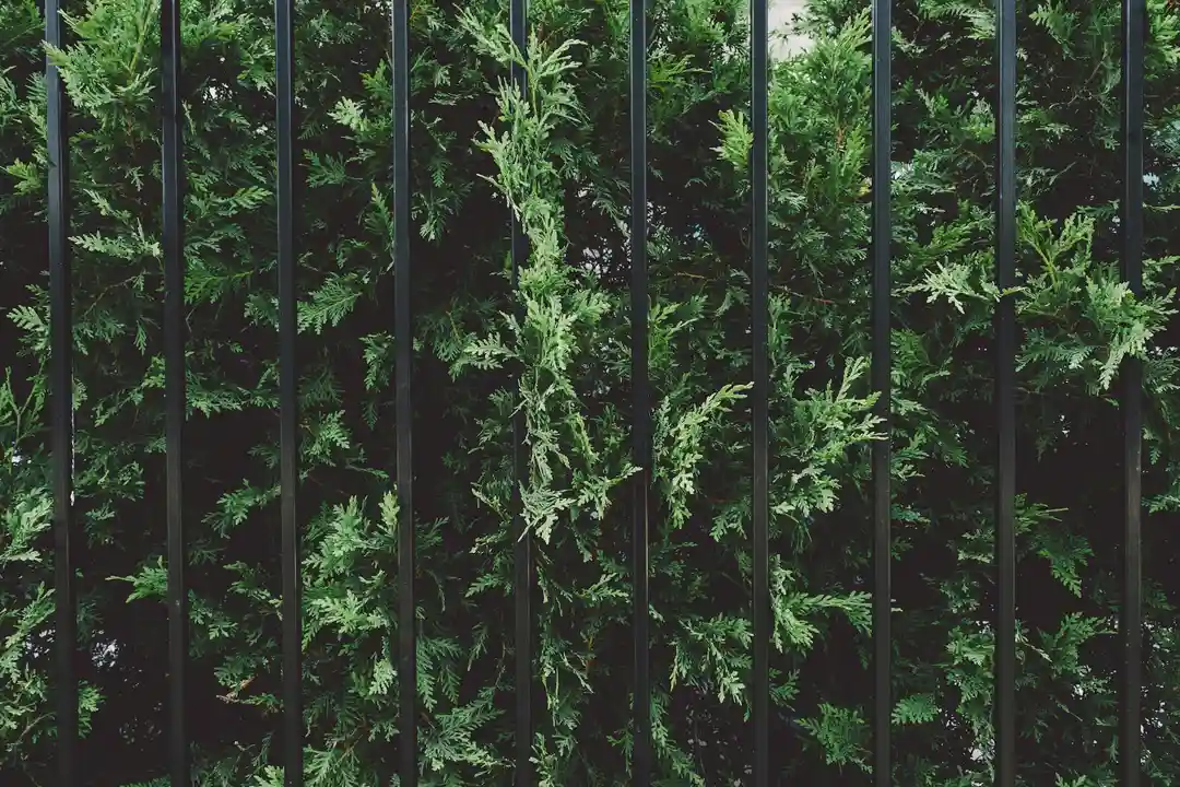 Close-up of a black metal fence with green shrubs behind it