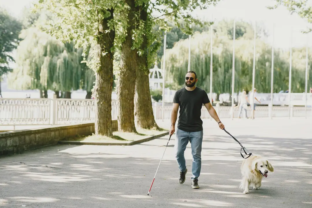 Man walking a guide dog on a leash along a sunlit tree-lined path.