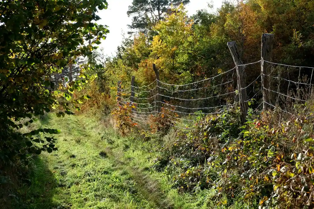 A rural path beside a worn wire fence with overgrown vegetation and trees on both sides.