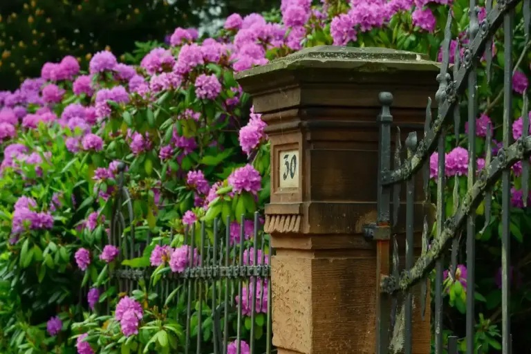 A wrought-iron fence with a stone pillar labeled 30, set among vibrant pink hydrangea bushes.