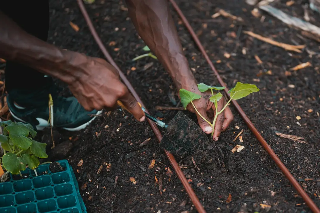 Close-up of hands planting a young seedling in dark soil with drip irrigation tubing nearby, illustrating water-saving landscaping.