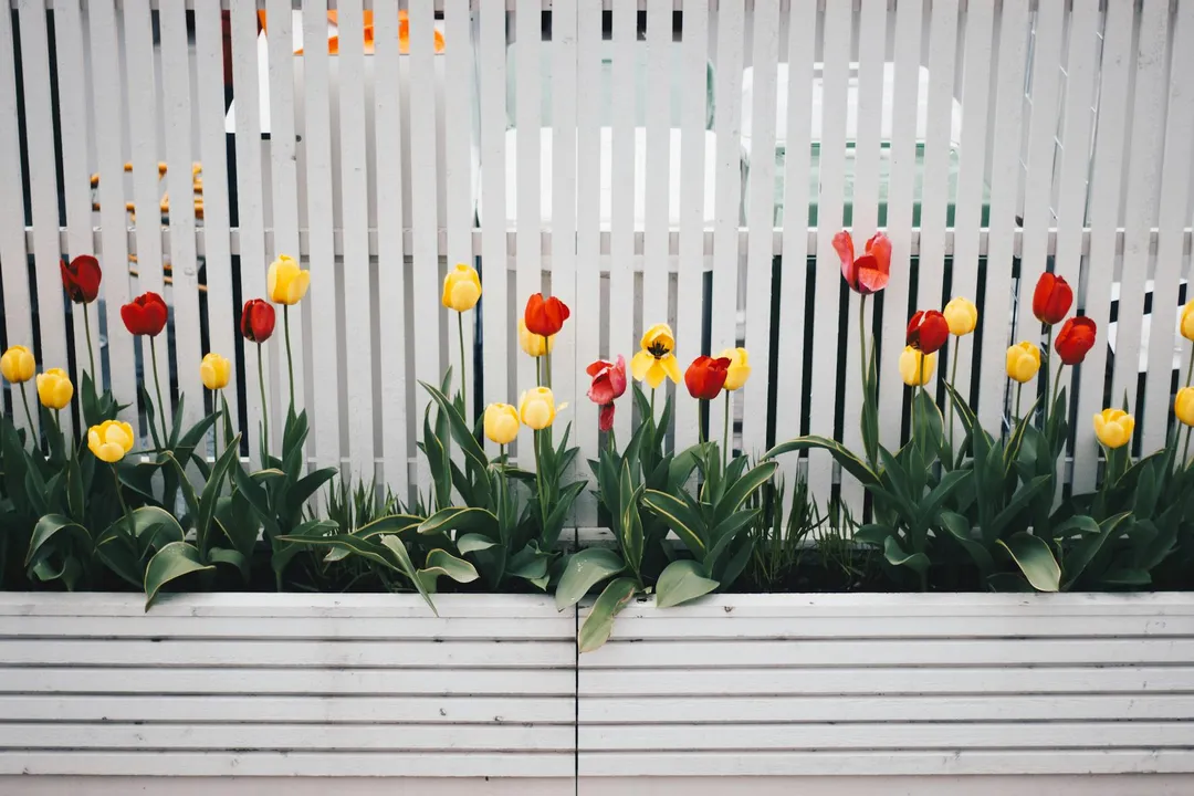 Row of colorful tulips in white planter boxes in front of a slatted fence.